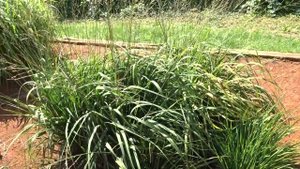 Molinia arundinacea subsp. arundinacea ´Skyracer´ čes. bezkolenec rákosovitý