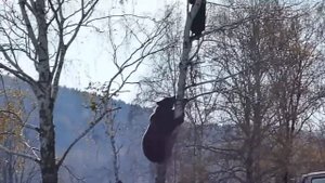 медведь лезет на дерево за мужиком