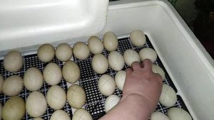 Инкубация индоутиного яйца. Первые сутки.