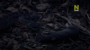 Самые ядовитые животные мира: Пустыни и океаны