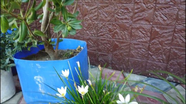 Новая коллекция интересных растений для опытов в нашем климате! смотреть онлайн