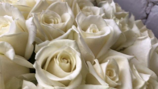 101 белая роза смотреть онлайн