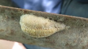 Оотека богомола