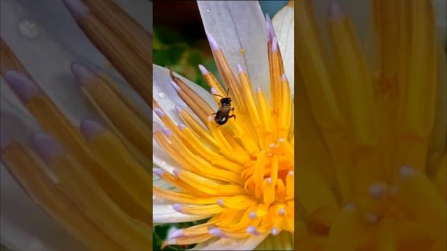 1 Lotus / Bunga teratai / Nelumbo nucifera