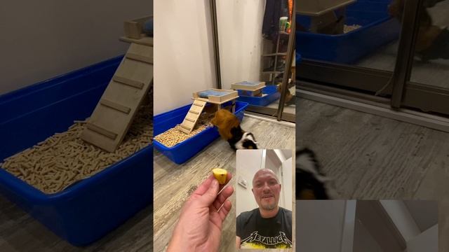 Как приручить морскую свинку #guineapig #морскаясвинка #гаврюша
