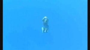 Сплин   Рыба без трусов