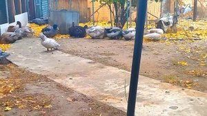 ВСЁ О РУАНСКИХ УТКАХ  Описание породы, характеристики.  Почему я в них влюбилась. Руанские Утки