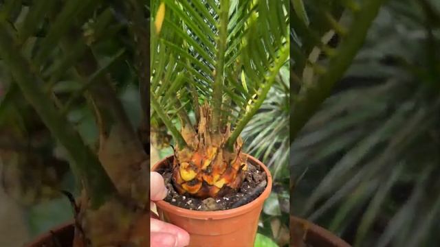 Цикас, саговая пальма, Cycas Revoluta