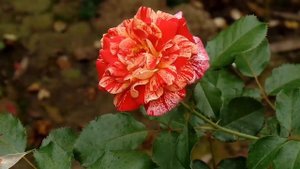 Scentimental Floribunda Rose