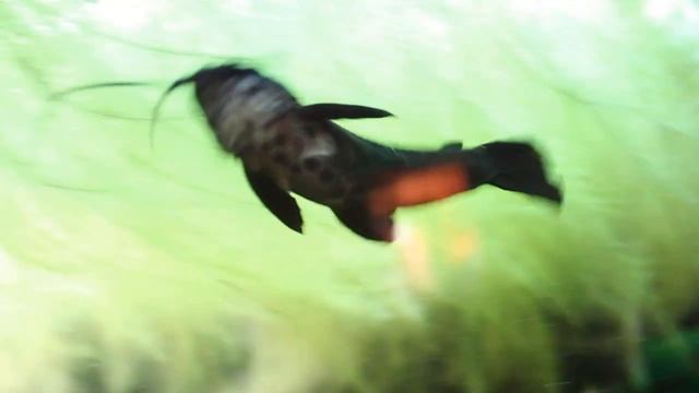 Сом Таракатум в Аквариуме 215л. (Hoplosternum thoracatum)