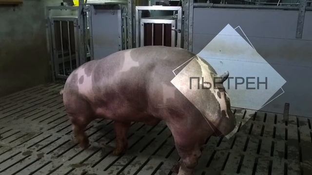 ГЕНЕТИКА И СЕЛЕКЦИЯ NUCLÉUS смотреть онлайн