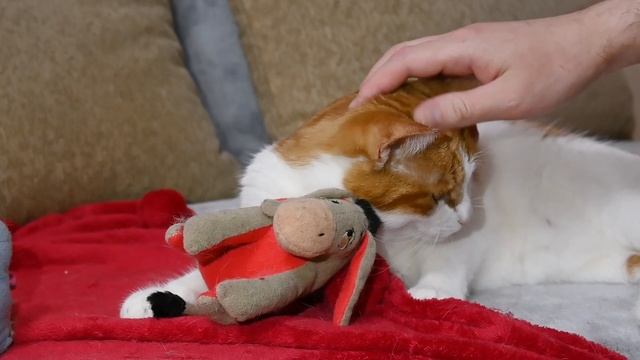 Сухой корм для кошек и собак || Как выбрать хороший корм #коты #кошка #собака #собаки