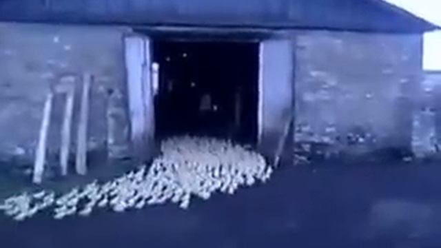 мужик профессионально загоняет уток в сарай смотреть онлайн