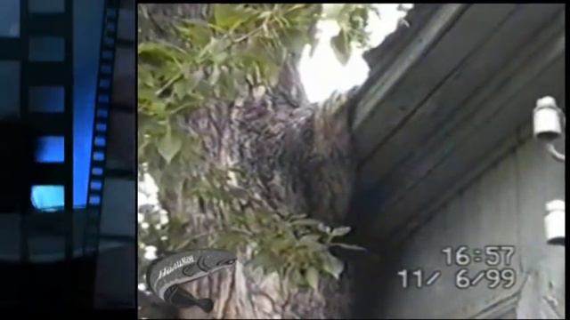 г. Курган Детский парк 1997 1998 года смотреть онлайн