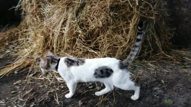 Наши питомцы. Факты о животных. / Переезд на юг. смотреть онлайн