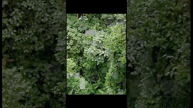 Звуки пения птицы Бонапартов песочник в лесу