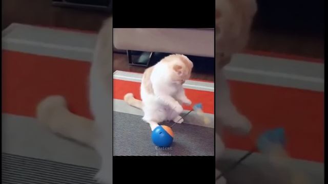 Я люблю теннис.mp4