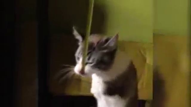 Двулапая кошка из США стала звездой Instagram смотреть онлайн