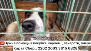 ??НУЖНА ПОМОЩЬ В ПОКУПКЕ МЯГКОГО И ЛЕЧЕБНОГО КОРМА ДЛЯ СОБАК ПРИЮТА