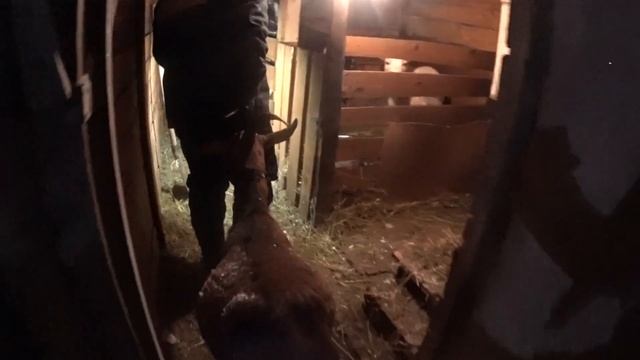 Увеличиваем поголовье в ЛПХ / жизнь в деревне смотреть онлайн