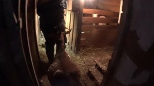 Увеличиваем поголовье  в ЛПХ / жизнь в деревне