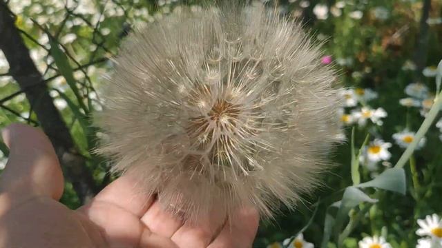 КОЗЛОБОРОДНИК - ОГРОМНЕЙШИЙ ОДУВАНЧИК прилетел случайно к нам на огород раскрыли секрет,кто же смотреть онлайн