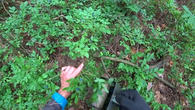 Сбор черники и быстрая очистка черники от мусора прямо в лесу смотреть онлайн