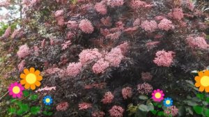 Бузина черная Блэк Лейс (Black Lace). Краткий обзор, описание характеристик, где купить саженцы