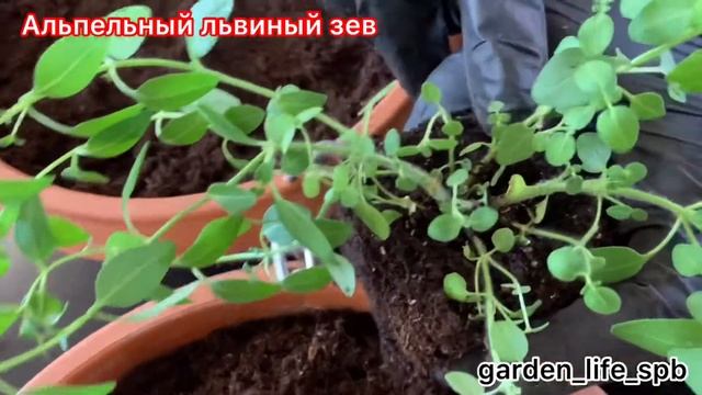 Ампельный львиный зев, высадка с постоянный горшок