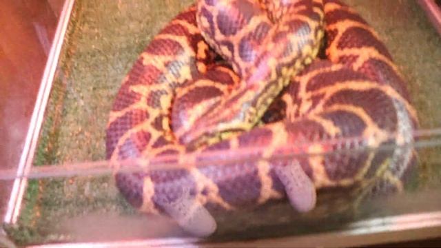 Парагвайская анаконда - Ялтинский крокодиляриум. смотреть онлайн