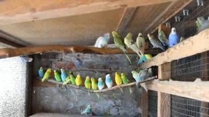 Попугаи. Волнистые Попугаи. Содержание попугаев.