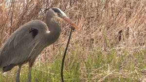 Heron Hunting Two Snakes. Цапля ест двух змей (2462sp)
