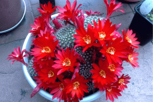 Как правильно пересаживать кактусы? Можно ли пересаживать осенью?