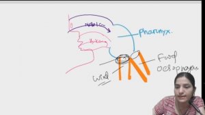 Structural Organization And Functions Of Gastrointestinal Tract B.sc 2nd year#digestivesystem