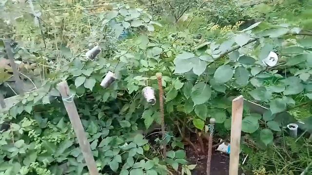 Ежевика размножение, если мало побегов смотреть онлайн