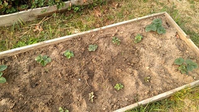 Урожай 2021. Что растет на огороде открытого грунта в августе? смотреть онлайн