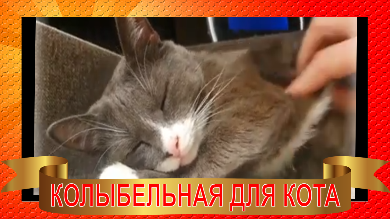 Видео кошка говорит. Смешные говорящие коты. Колыбельная про кота. Видео говорящие коты.