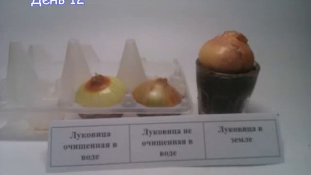 Школьный проект: Проращевание лука зимой. смотреть онлайн