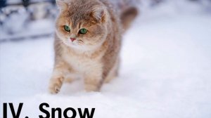 Котенок Рэдди. Глава 4. SNOW
