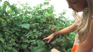 Малина в Якутске. Уход за малиной. Урожай малины в Якутске (на севере)(т. +7-903--936-4262 whatsapp