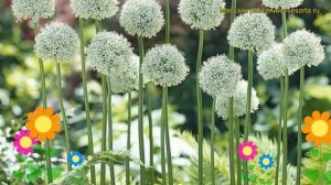 Лук Маунт Еверест. Краткий обзор, описание характеристик, где купить луковицы Mount Everest