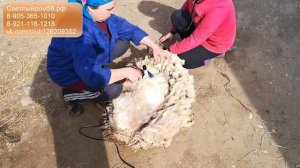 5. Стрижка заросшей овцы ВИДЕО. Сложный тест машинки для стрижки овец Linger.