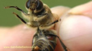 Клещ варроа, варроатоз