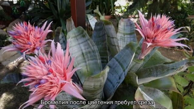 Бромелия — уход в домашних условиях, полив и размножение смотреть онлайн