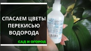 Перекись водорода — спасение для комнатных растений