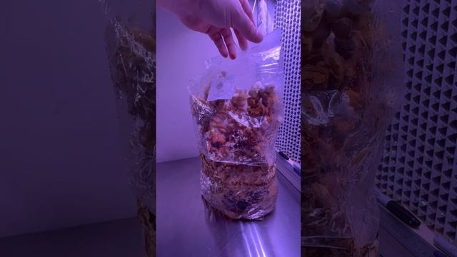 Grow ? at home! Fruiting Reishi mushrooms in the bag!