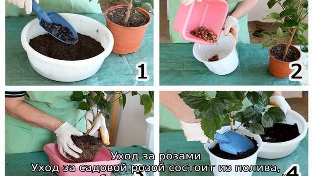 Ржавчина на розах: чем обрабатывать