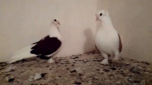Голуби Краснодара