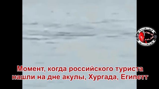 Момент, когда русского туриста нашли на дне акулы, Хургада, Египет смотреть онлайн