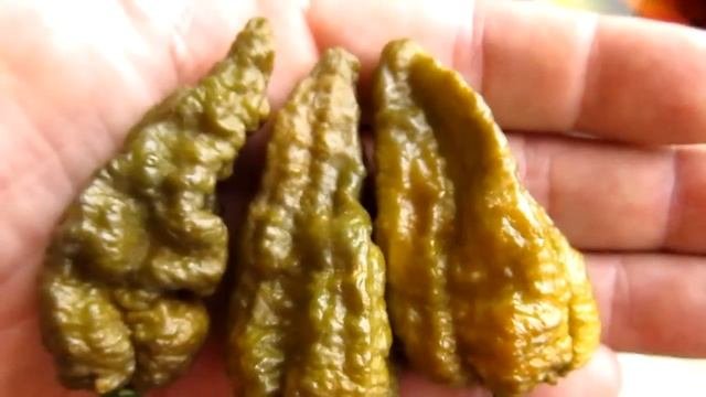 Bhut Jolokia Mustard - Перец-привидение (дух - призрак)